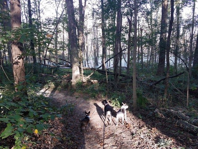 Fox Island County Park